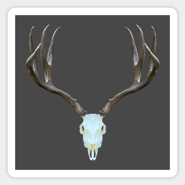 European Deer Antler Skull Magnet by TroutOutdoors